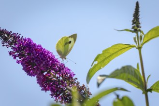 Cabbage butterfly (Pieris brassicae) sitting on purple flowers of the butterfly bush (Buddleja