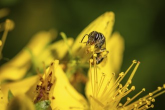 A bee (Apis) sitting on a yellow flower of Common St John's wort (Hypericum perforatum), Ternitz,