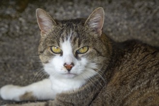 Portrait of a lying cat (Felis Catus) with intense gaze and striking fur pattern, Ternitz, Lower
