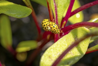 Two twenty-two-spot ladybirds (Psyllobora vigintiduopunctata) mating, Ternitz, Lower Austria,
