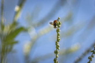 A bee (Apis) climbing on Bokhara clover (Melilotus albus), Ternitz, Lower Austria, Austria