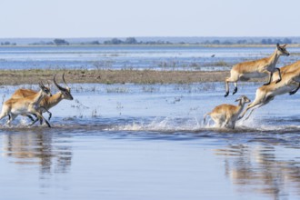 Red lechwe antelope herd (Kobus lache) runs through shallow water, splashing wildly in Chobe River.