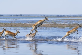 Red lechwe antelope herd (Kobus lache) runs through shallow water, splashing wildly in Chobe River.