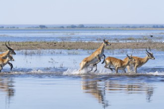 Red lechwe antelope herd (Kobus lache) runs through shallow water, splashing wildly in Chobe River,
