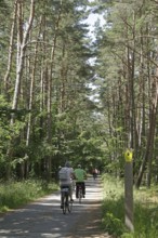 Cyclist, forest, Darßer Ort, Born a. Darß, National Park Vorpommersche Boddenlandschaft,