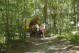 Horse-drawn carriage travelling through the forest, Darßer Ort, Born a. Darß, National Park
