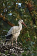 High up in the poplars... White stork (Ciconia ciconia) on its nest in a tree, young adult bird