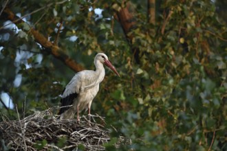High up in the poplars... White stork (Ciconia ciconia) on its nest in a tree, young adult bird