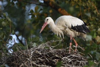 On the stork nest... White stork (Ciconia ciconia), adult, building its nest on a poplar tree in