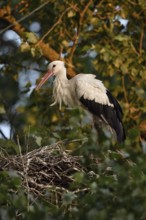 High up in the poplars... White stork (Ciconia ciconia) on its nest in the trees, young adult bird