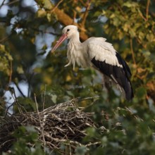 High up in the poplars... White stork (Ciconia ciconia) on its nest in the trees, young adult bird