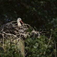 Secretly... White stork (Ciconia ciconia), breeding, courting stork sits in the early morning