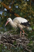 On the stork nest... White stork (Ciconia ciconia), adult, building its nest on a poplar tree in