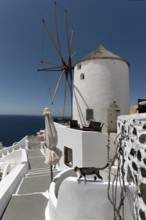 Windmill and cat on the wall Oia Santorini Greece