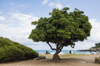 Picturesque tree on the coast, Sentier du Littoral, Cap d'Antibes, Antibes, Provence Alpes Côte