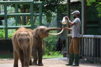 Orphaned Baby elephant being fed with milk by a caretaker, Pinnawala Elephant Orphanage,