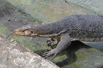 Asian Water Monitor (Varanus salvator) coming out of the water and climbing dock steps, Malacca,
