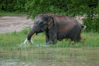 Sri Lankan elephant (Elephas maximus maximus) drinking water, Uda Walawe National Park, Sri Lanka