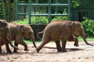 Young orphaned Sri Lankan elephants running to be fed with milk, Pinnawala Elephant Orphanage,