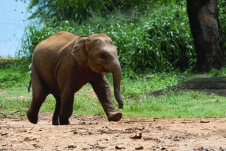 Young orphaned Sri Lankan elephant running to be fed with milk, Pinnawala Elephant Orphanage,