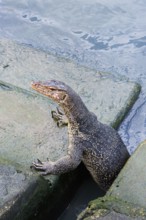 Asian Water Monitor (Varanus salvator) coming out of the water and climbing dock steps, Malacca,