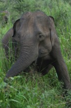 Sri Lankan elephant (Elephas maximus maximus) feeding on grass, Hurulu Forest Reserve, Sri Lanka