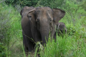Sri Lankan elephant (Elephas maximus maximus) walking through high grass, Hurulu Forest Reserve,