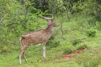 Male Sri Lankan axis deer or Ceylon spotted deer (Axis axis ceylonensis), Yala National Park, Sri