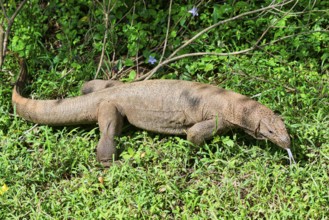 Land Monitor or Bengal monitor (Varanus bengalensis) coming out of the forest, Sri Lanka