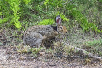 Black-naped hare or Indian hare (Lepus nigricollis), Yala National Park, Sri Lanka