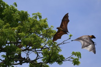 Sleeping Indian flying foxes (Pteropus giganteus chinghaiensis) in a tree, two flying by,