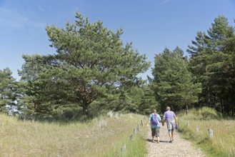 People, walkers, trees, grass, hiking trail, Darßer Ort, Born a. Darß, National Park Vorpommersche