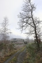 Forest path with fog and trees covered with frost, Wilnsdorf, North Rhine-Westphalia, Germany