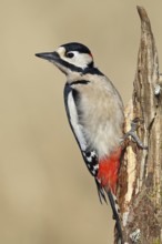 Great spotted woodpecker (Dendrocopos major), male, foraging on a tree stump overgrown with moss