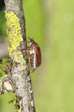 May beetle, wood cockchafer (Melolontha hippocastani), female, on a branch covered with lichen,