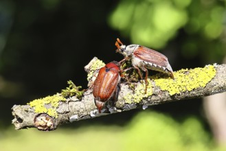 May beetle, wood cockchafer (Melolontha hippocastani), male and female, on a lichen-covered branch,