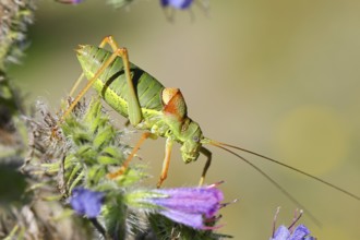 Steppe saddle grasshopper, steppe saddle grasshopper (Ephippiger ephippiger), male, on Viper's