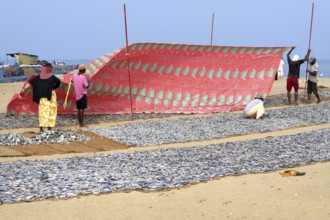 Fishermen spreading a protection tarpaulin over drying fish, Negombo, Sri Lanka