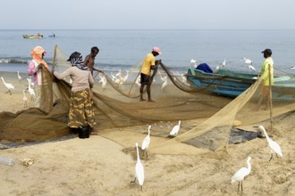 Fishermen cleaning their fishnets surrounded by little egrets on the beach, Negombo, Sri Lanka