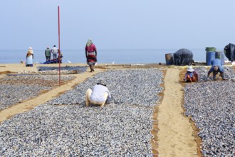 Cleaned fish drying in the sun on coconut matte, Negombo, Sri Lanka