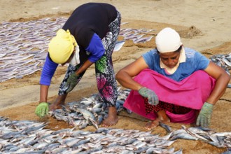 Women spreading fish to dry, Negombo, Sri Lanka