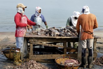 Fishermen cleaning and preparing fish for the market, Negombo, Sri Lanka
