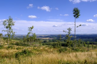 View over the Harz Mountains, dead trees, from Hagenstraße to the south, near Elend, Saxony-Anhalt,