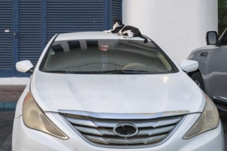 Domestic cat (Felis catus) lying on a car roof, Abu Dhabi, United Arab Emirates