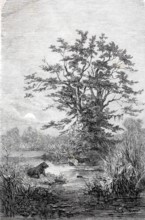 Tamarind trees, group of trees on the Gazelle River, Bahr al-Ghazal, c. 1880, Congo, Africa,