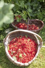 Two baskets of redcurrants or currants, Ribes Rubum, Upper Bavaria, Bavaria, Germany