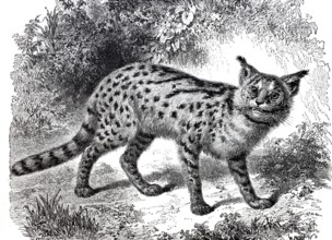 Serval, Leptailurus serval, a medium-sized species of cat, 1875, digitally enhanced reproduction