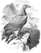 Golden eagle, golden eagle, Aquila chrysatos, around 1878, digitally enhanced reproduction from a