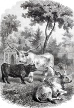 Hungarian and Scottish oxen in the Jardin des Plantes, 1888, Paris, France, digitally enhanced