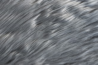 Close up of silky gray synthetic fake fur
